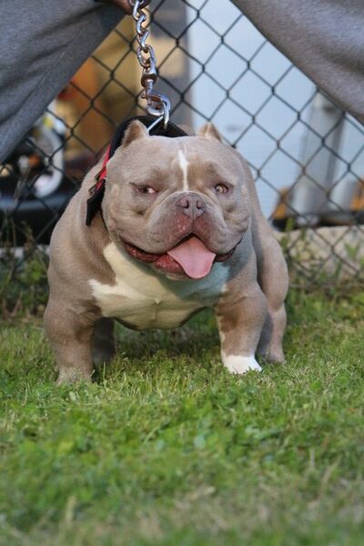 Dog Featured Image