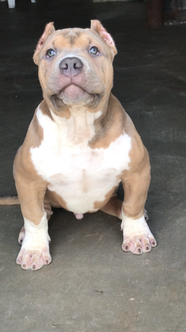 Dog Featured Image