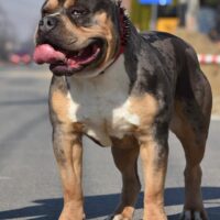 Dog Featured Image