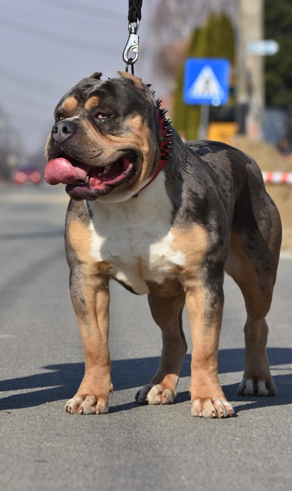 Dog Featured Image