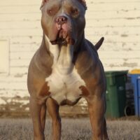 UBK’S Kingston