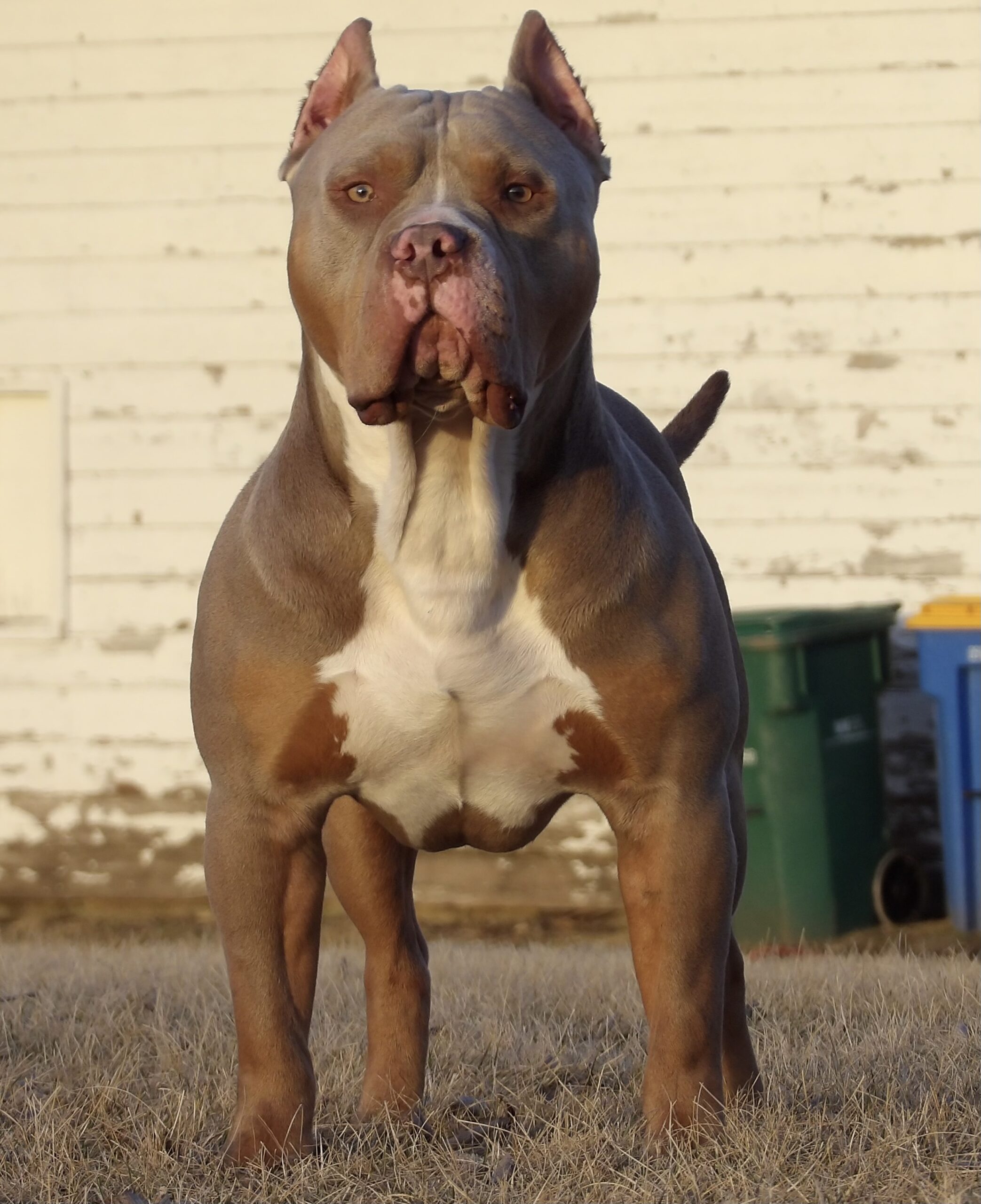 Dog Featured Image