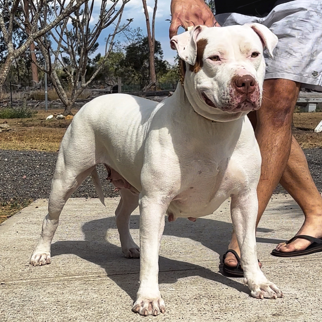 Dog Featured Image