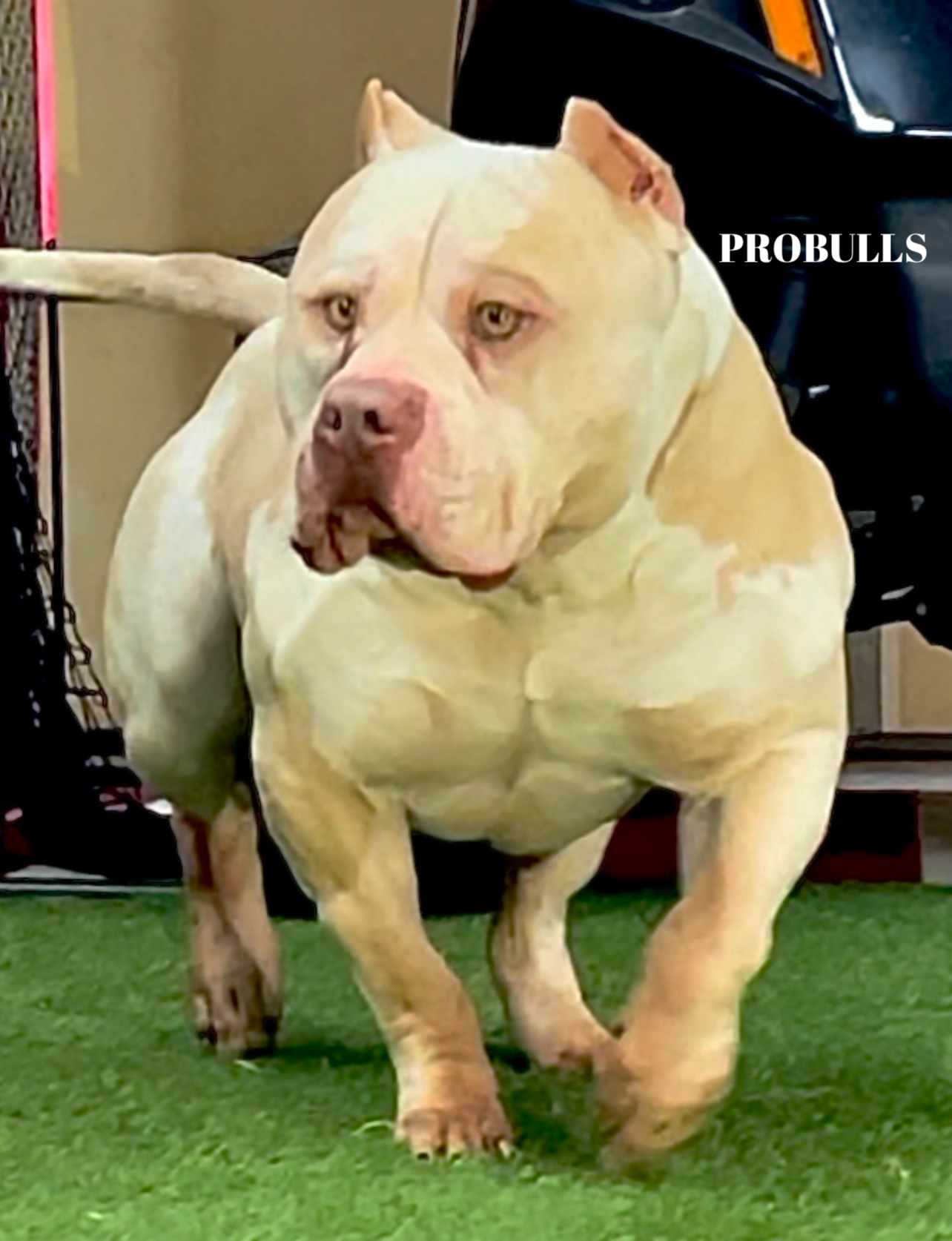 Dog Featured Image