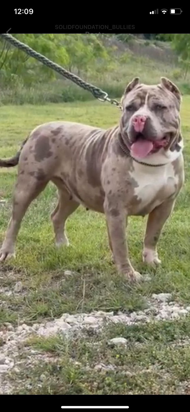 Dog Featured Image