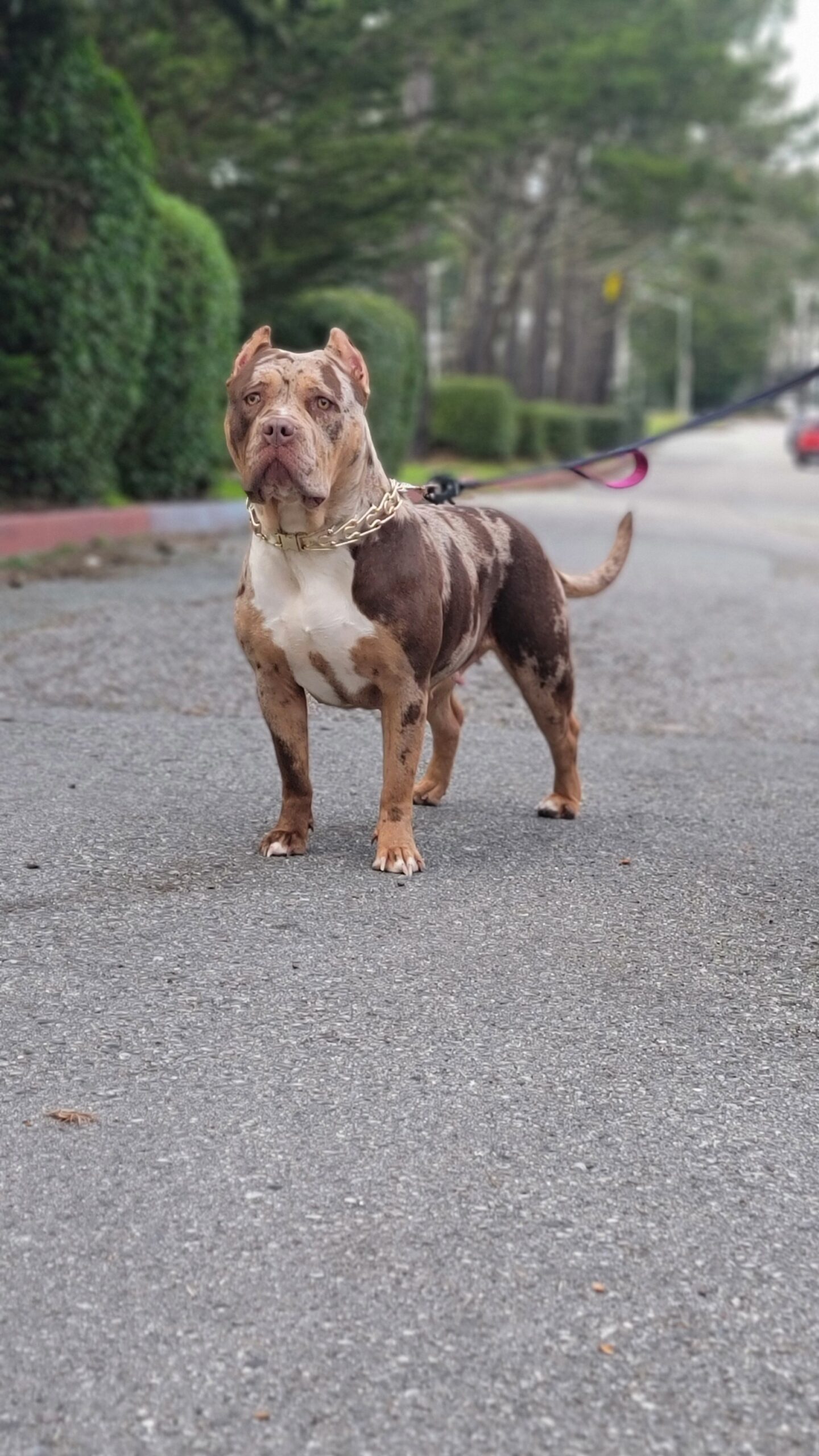 Dog Featured Image