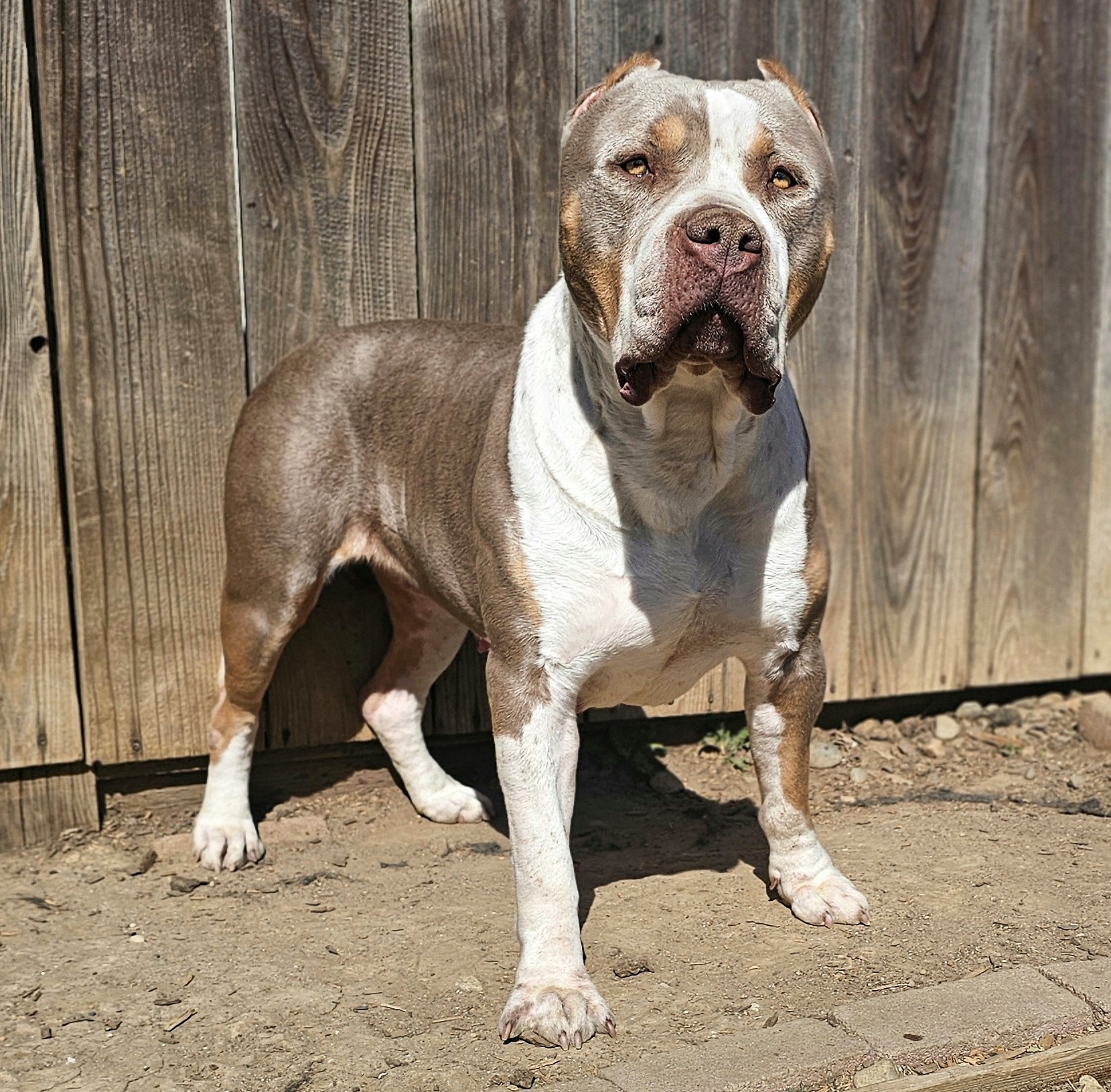 Dog Featured Image
