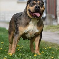 Dog Featured Image