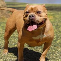 Dog Featured Image