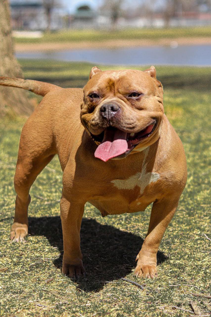 Dog Featured Image