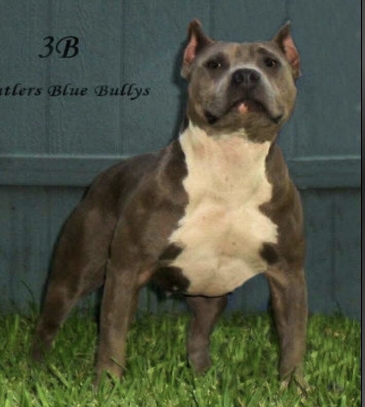 Dog Featured Image