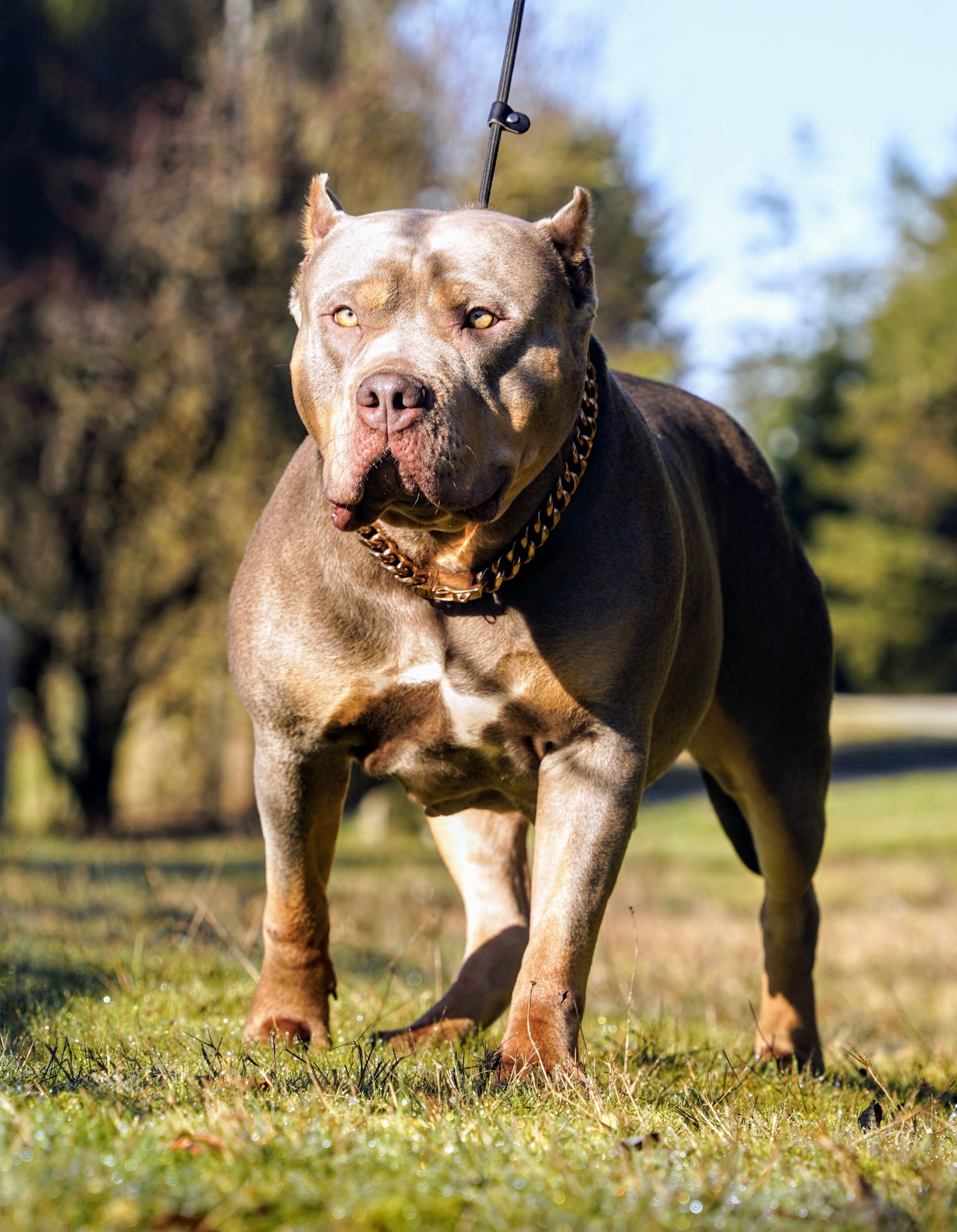 Dog Featured Image