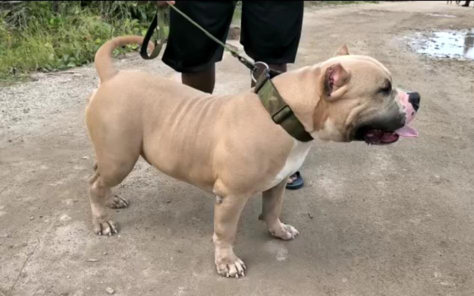 Dog Featured Image