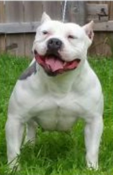 Dog Featured Image