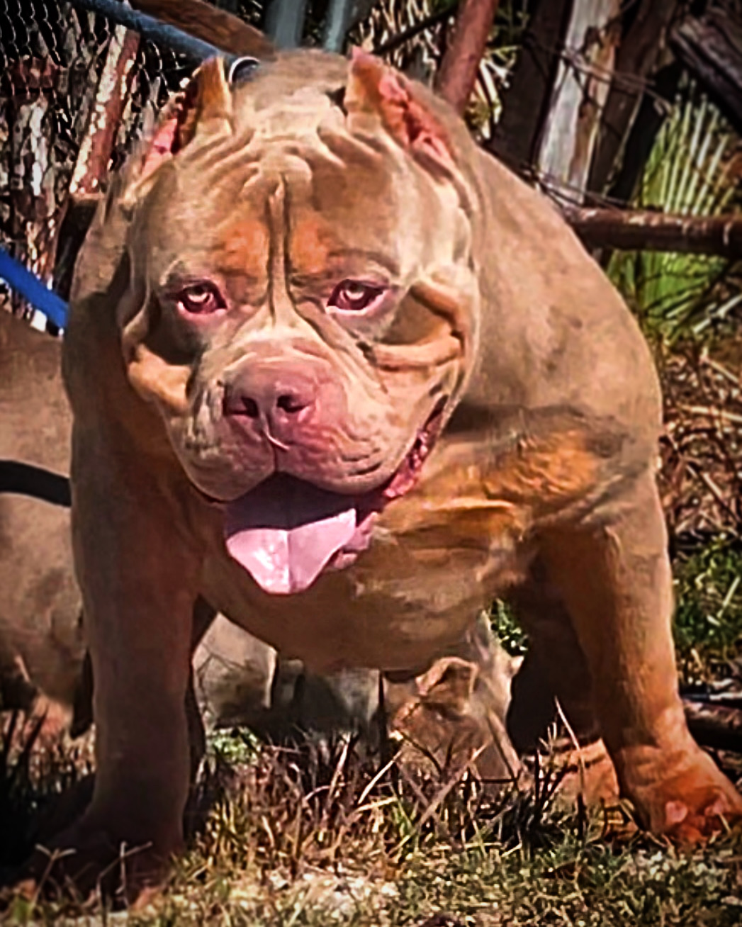 Dog Featured Image