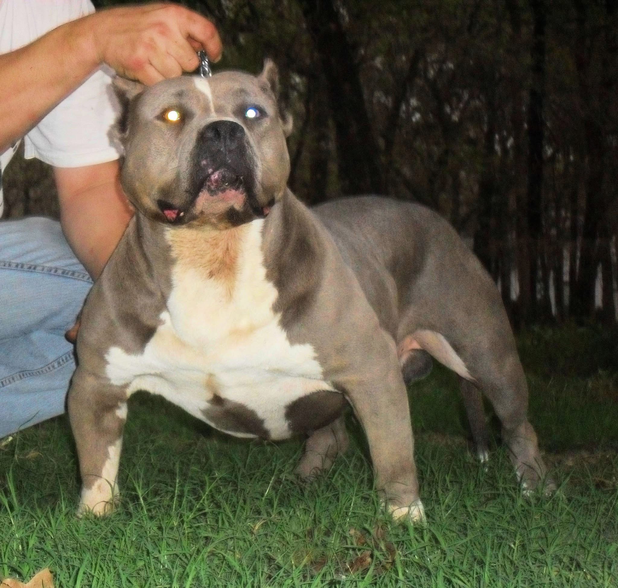 Dog Featured Image