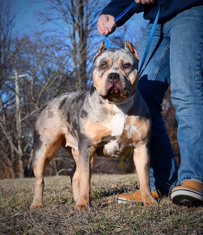 Dog Featured Image