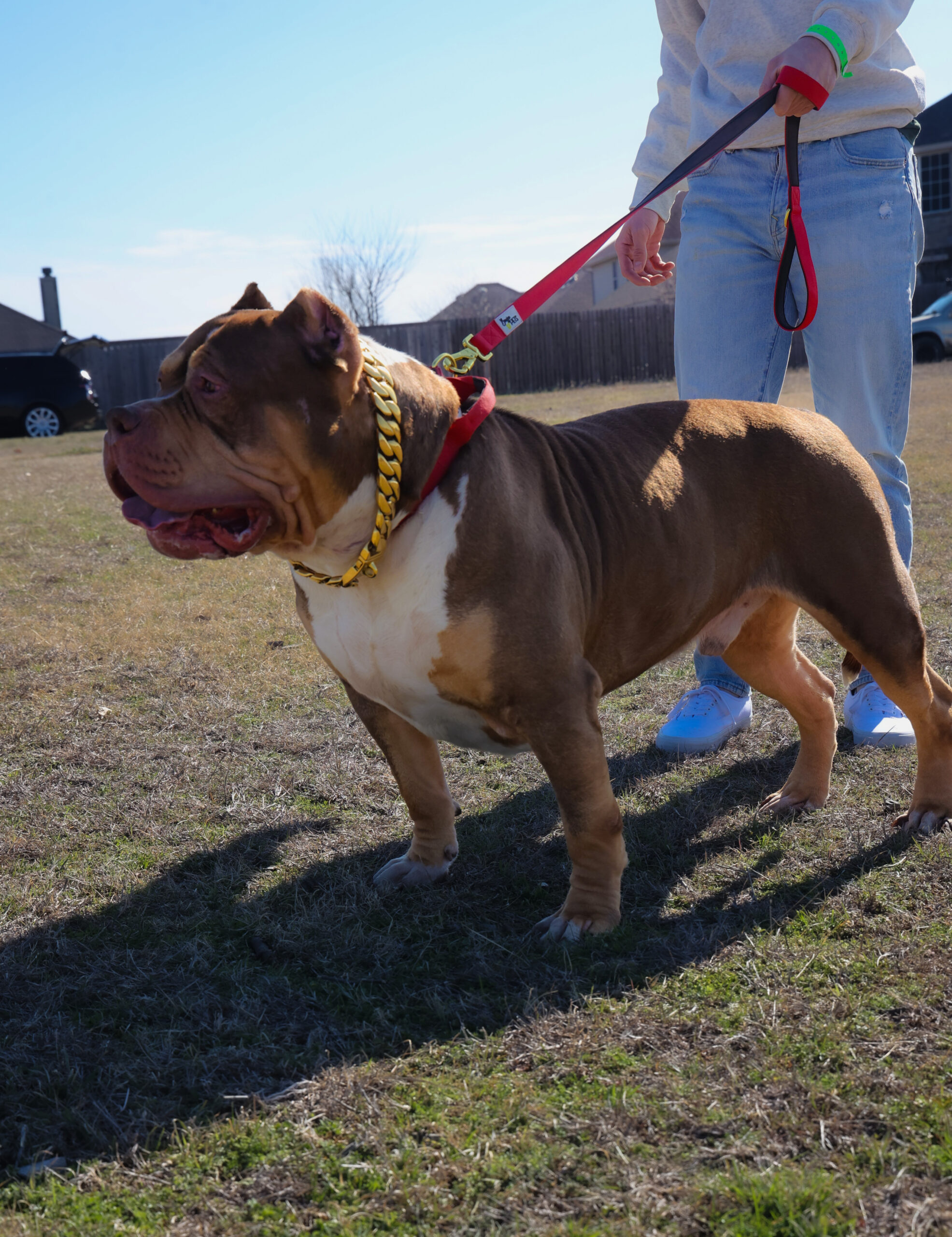 Dog Featured Image