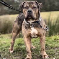 Dog Featured Image
