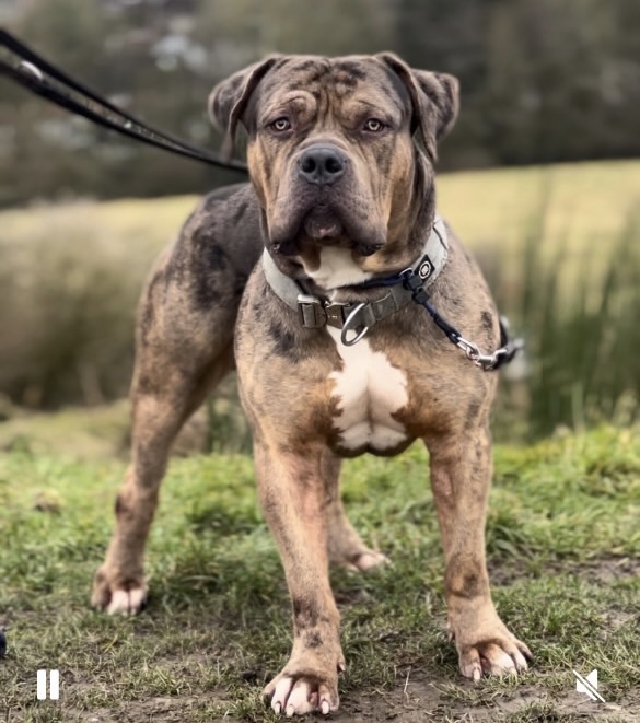 Dog Featured Image