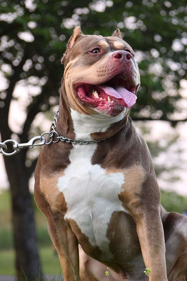 Dog Featured Image