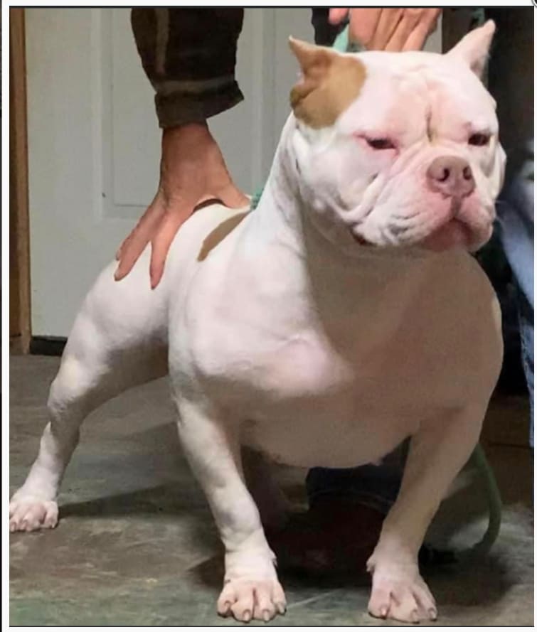 Dog Featured Image