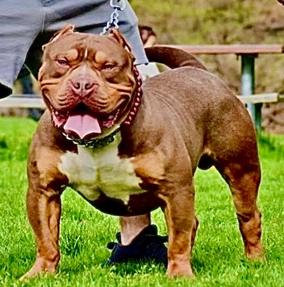 Dog Featured Image