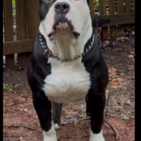 OG Samson