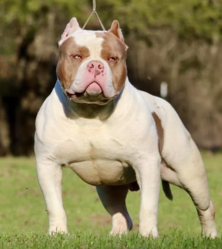 Dog Featured Image