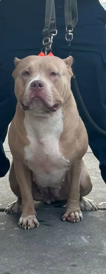 Dog Featured Image