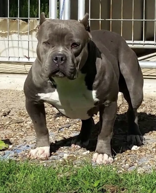 Dog Featured Image