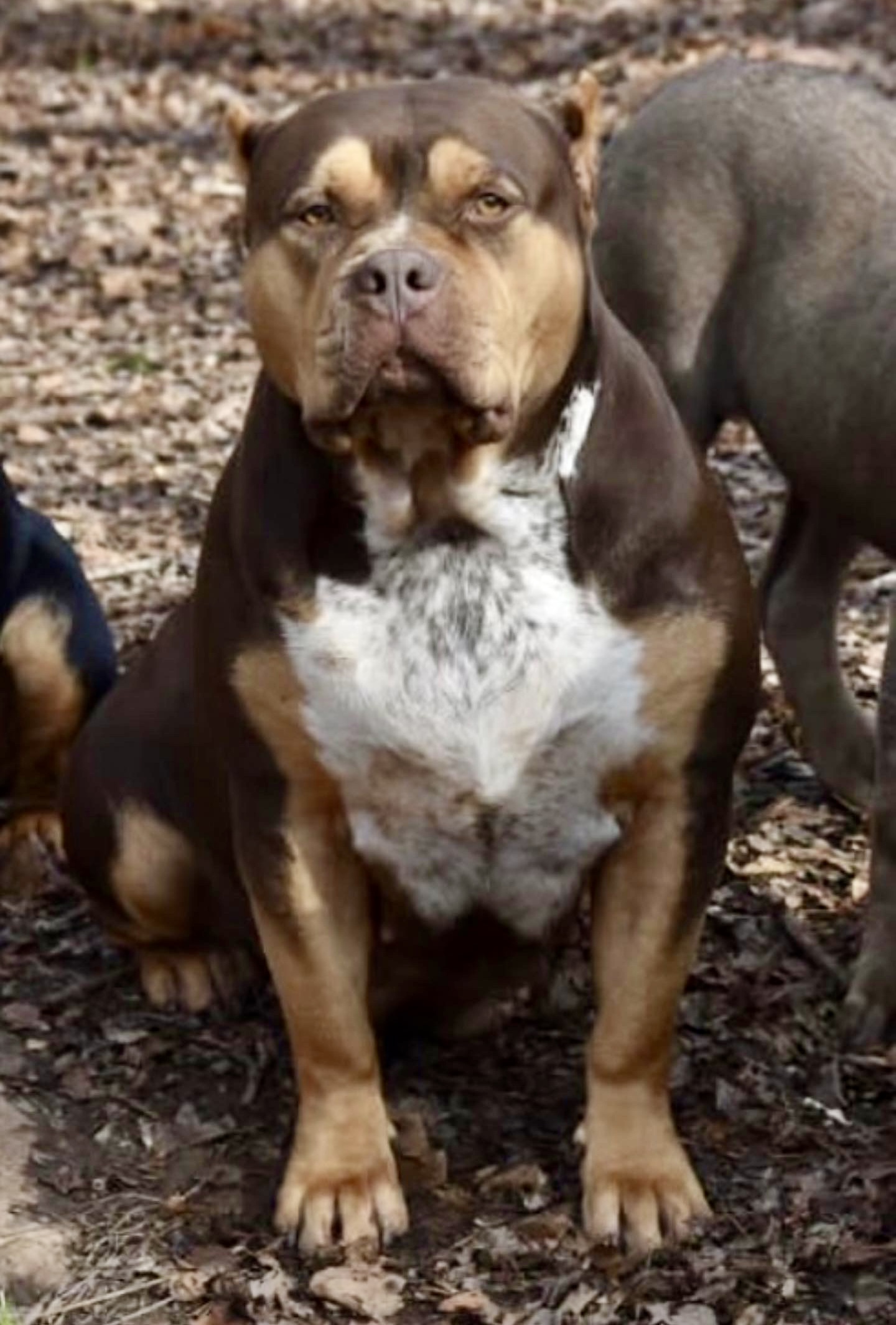 Dog Featured Image