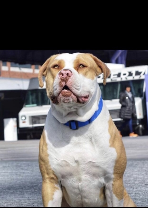 Dog Featured Image