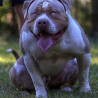 NBK THOR