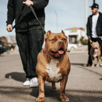 Truline Kennels Honey