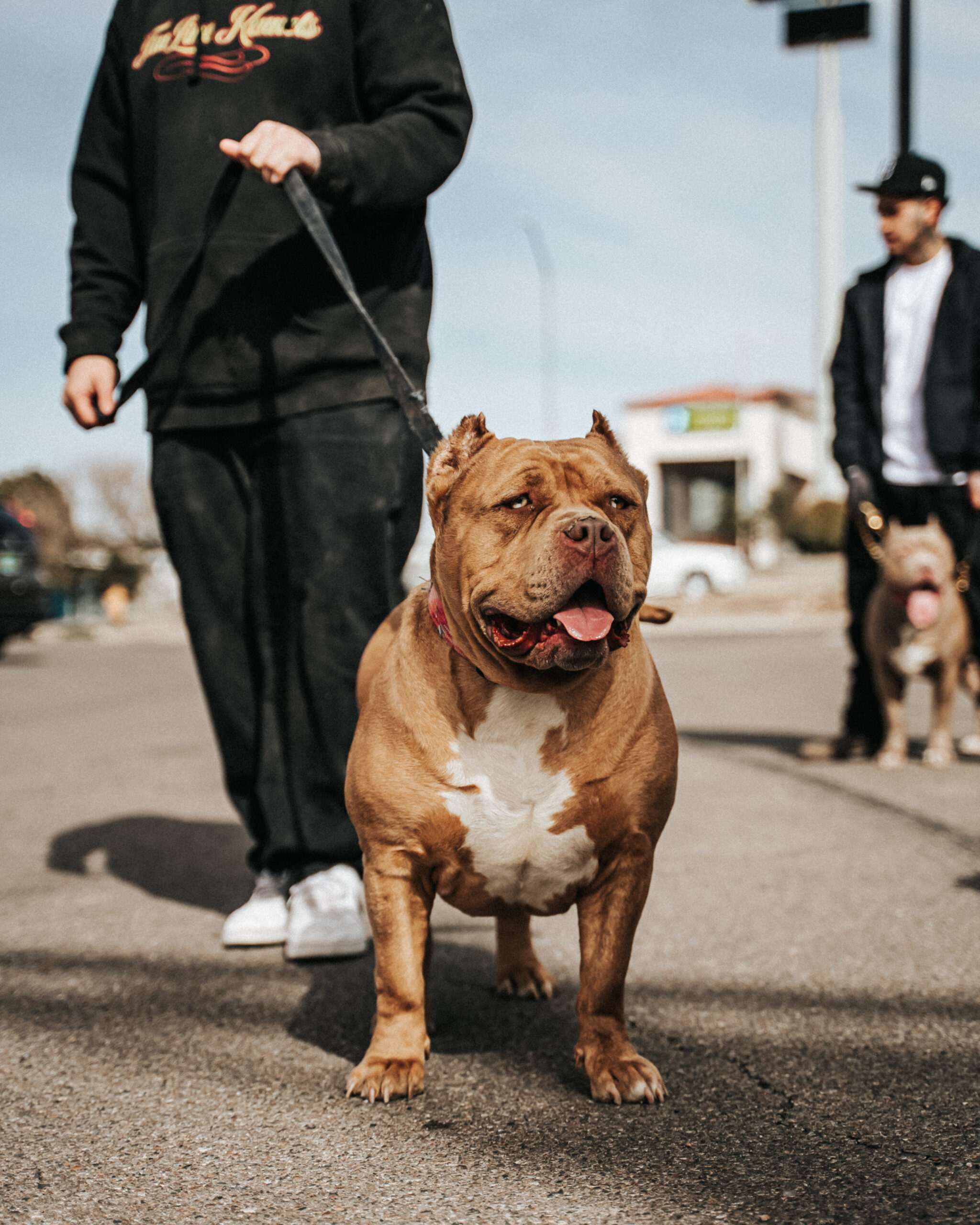 Dog Featured Image