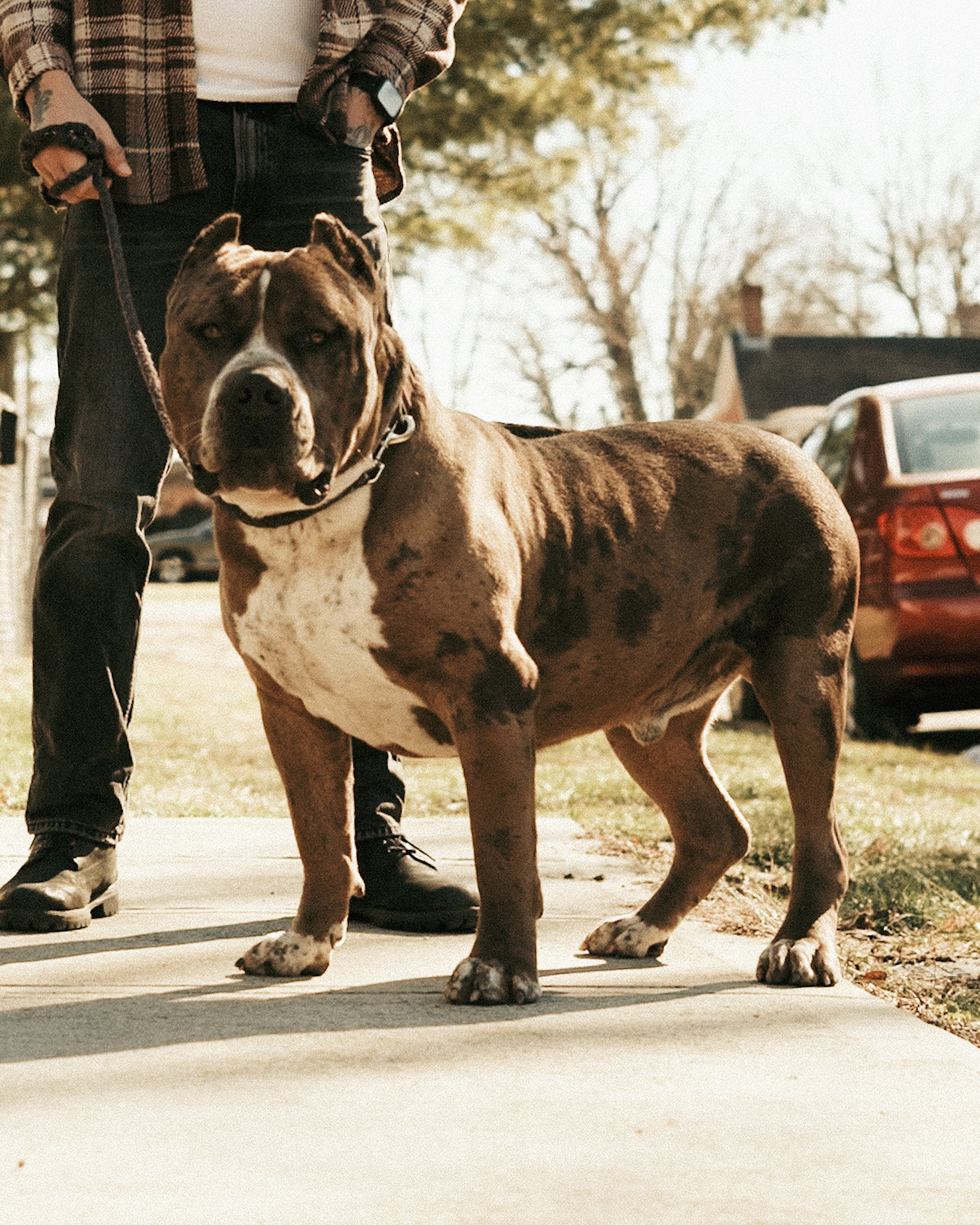 Dog Featured Image