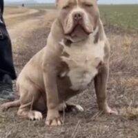 Strawberry Bully Kennel Darwin