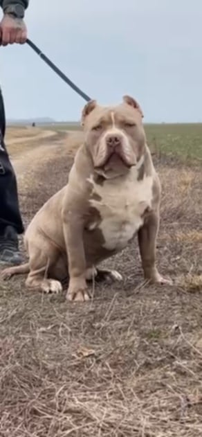 Dog Featured Image