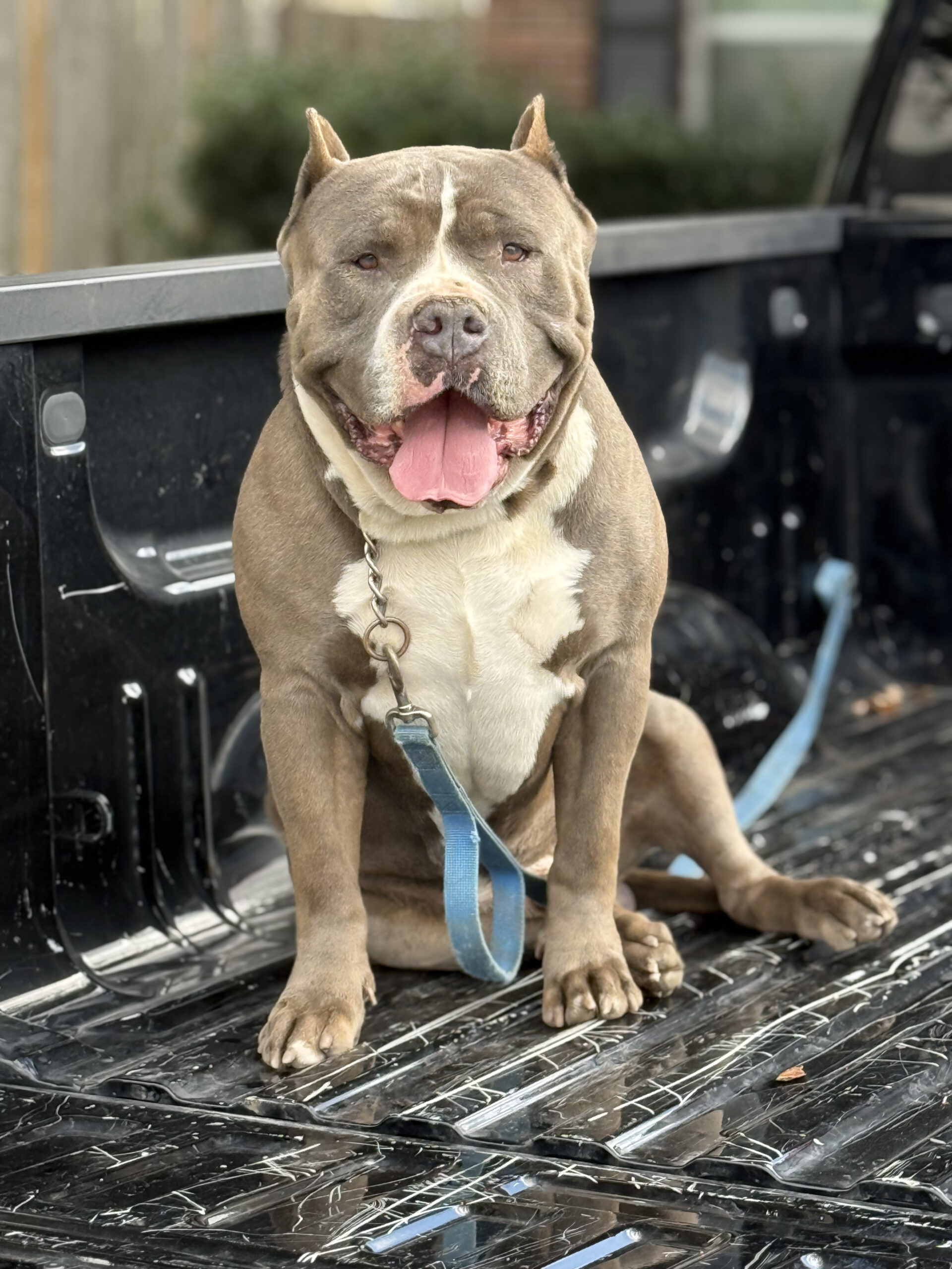 Dog Featured Image