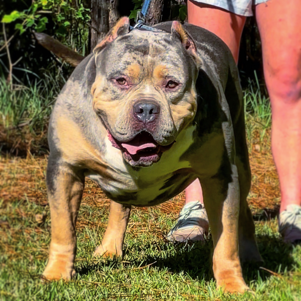 Dog Featured Image
