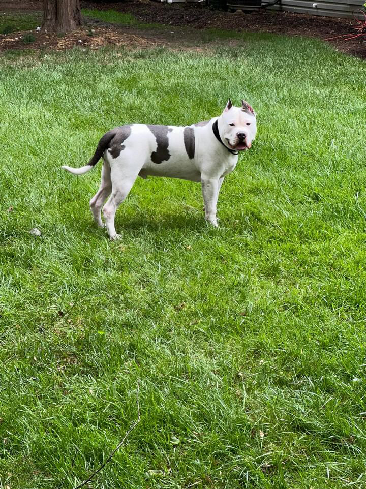 Dog Featured Image