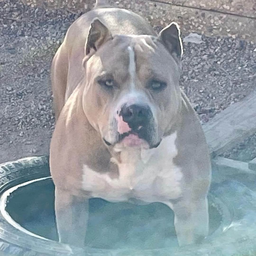 Dog Featured Image