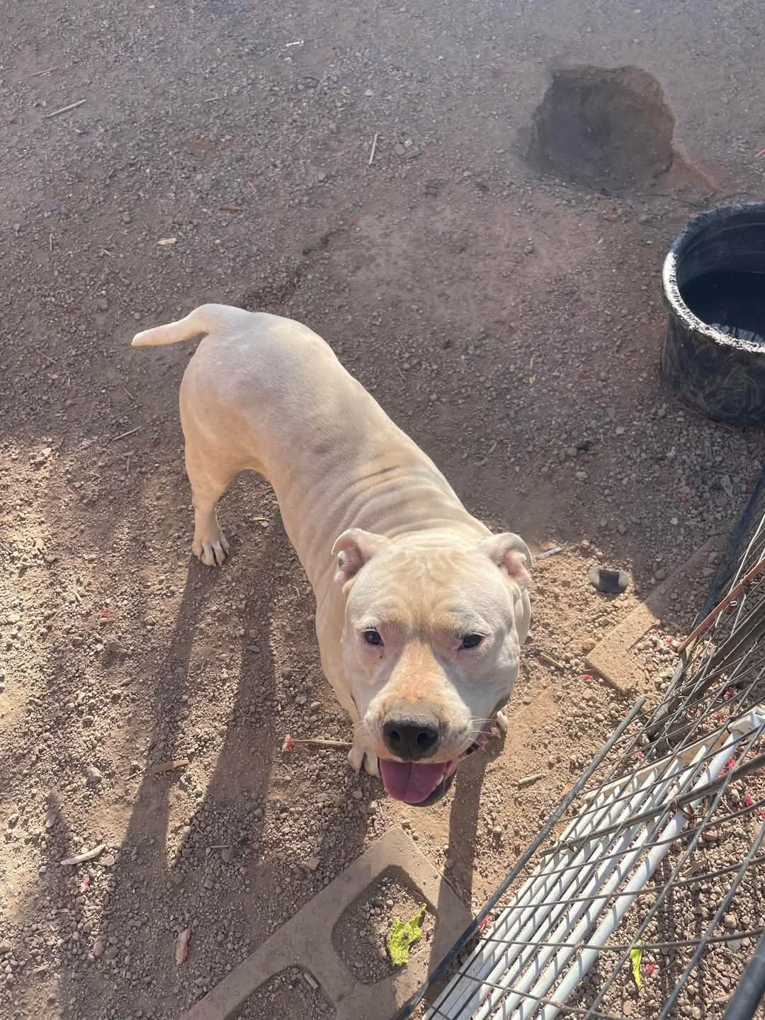 Dog Featured Image