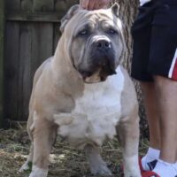 Probulls Out Of The Fog