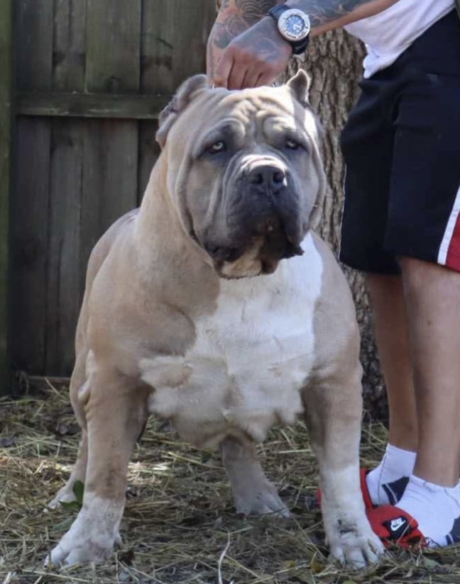 Dog Featured Image