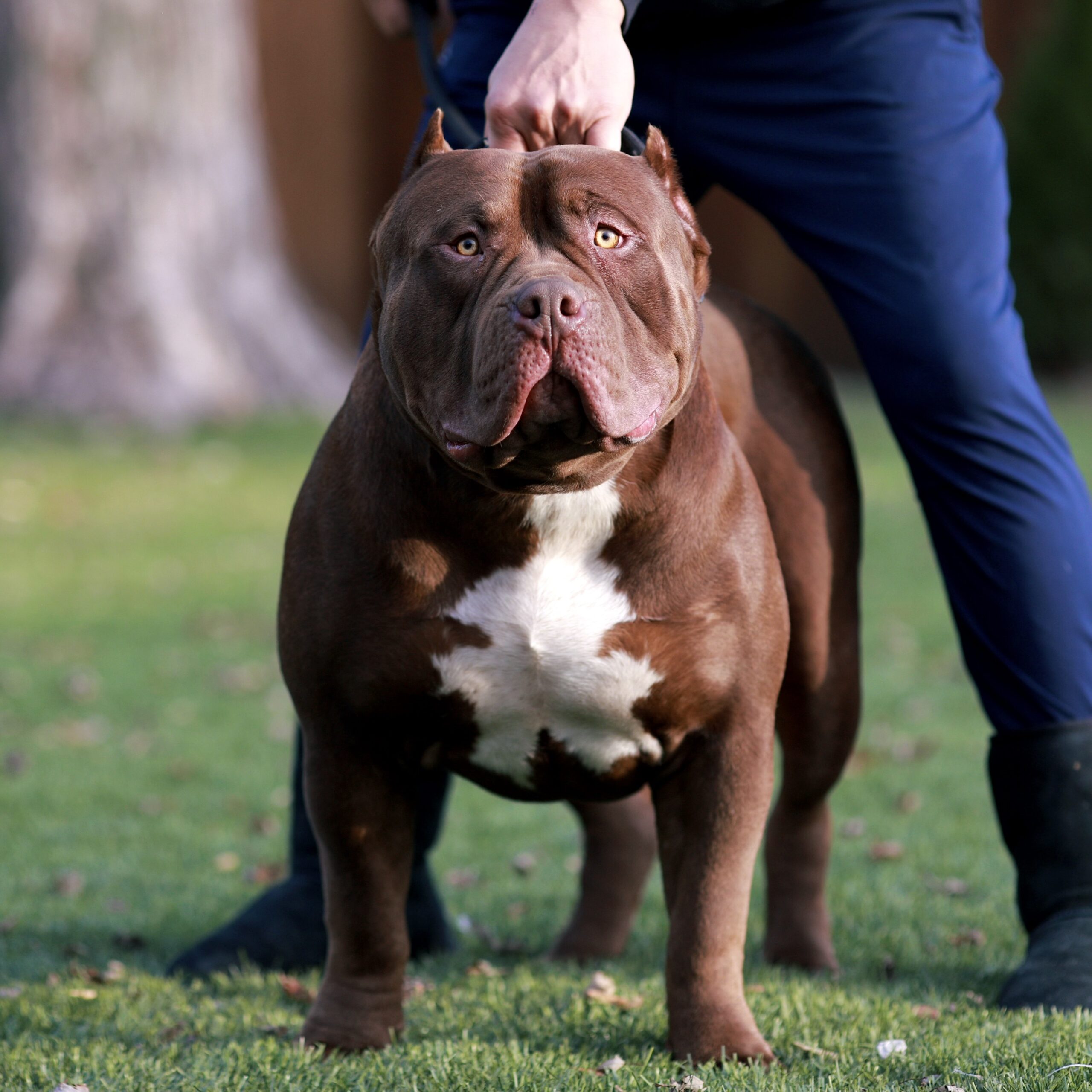 Dog Featured Image