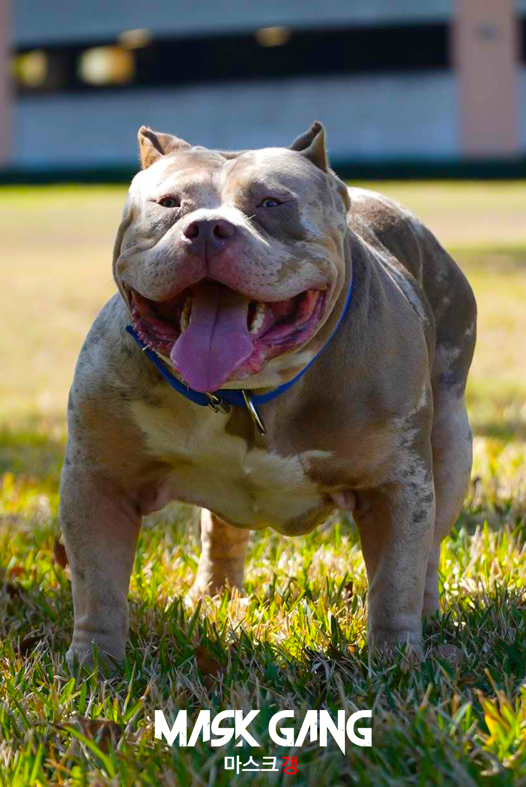 Dog Featured Image