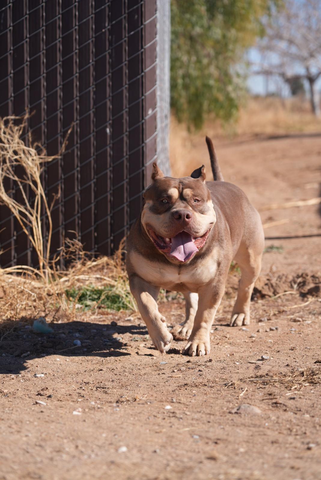 Dog Featured Image