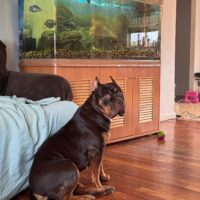Dog Featured Image